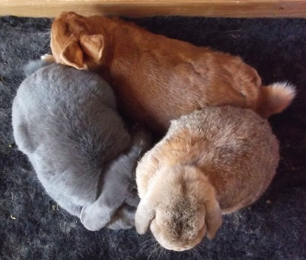 To adopt a rabbit when short of money?