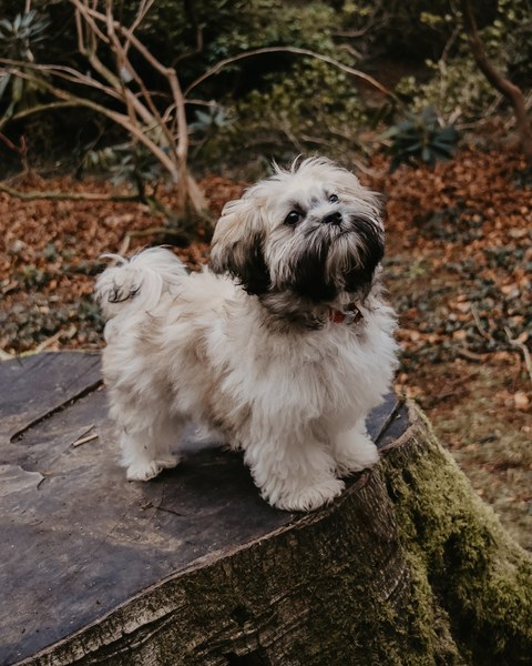 Can we share our puppy and dog pictures?