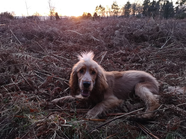 Who fancies a dog photo thread!
