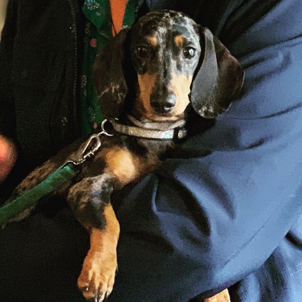 Met a standard dachshund yesterday