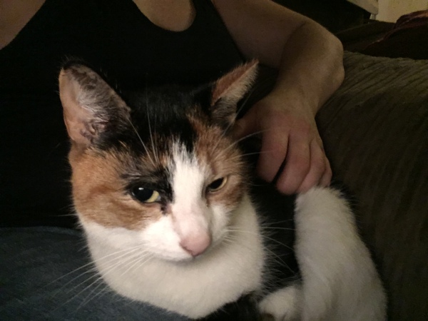 Aibu to just say one of my cats