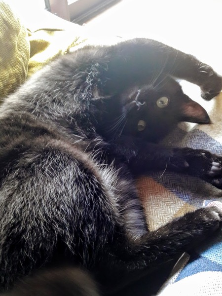 Westminstenders: Competitive Stupidity