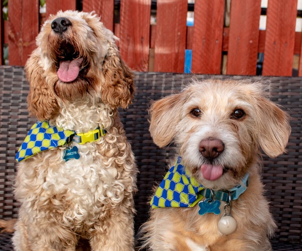 Who fancies a dog photo thread!