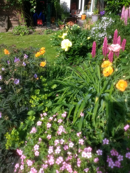 Peony advice, please