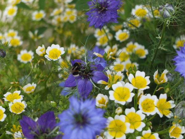 To ask you to help the bees? 🐝