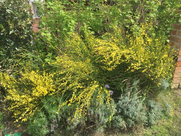 To ask you to help the bees? 🐝