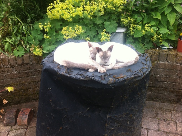 Westministenders: A Special Place in Hell