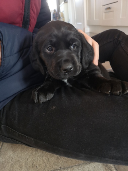 To ask you to help me name my puppy