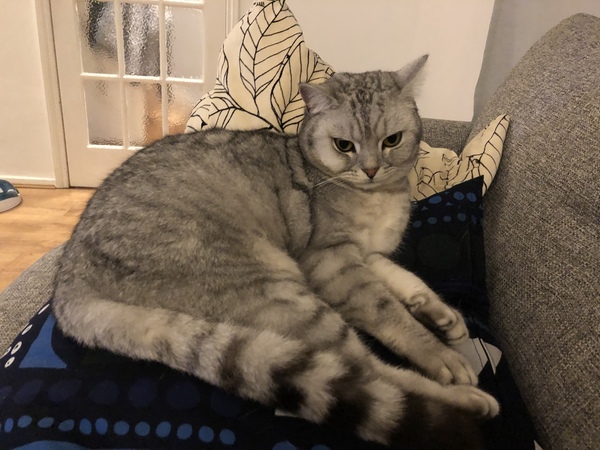 I think my cat is beautiful, show me yours 😁