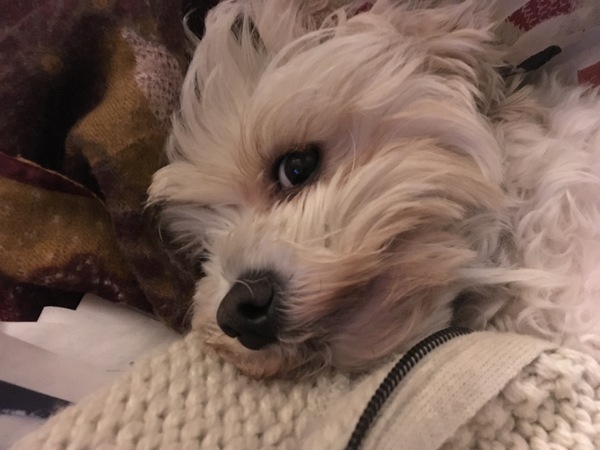 Who fancies a dog photo thread!