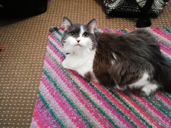 I think my cat is beautiful, show me yours 😁