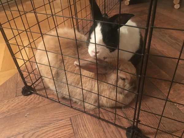 To get rid of our pet rabbits??