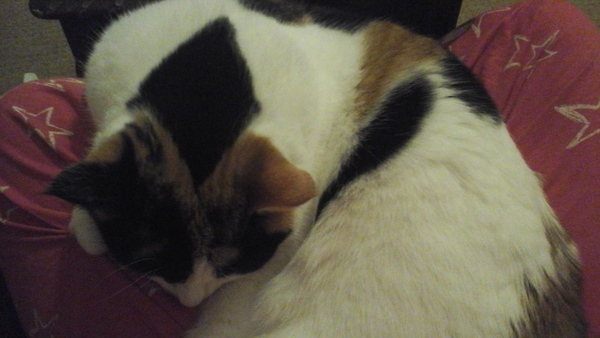 Rescue just attacked my face...blood everywhere :-(