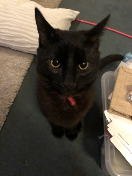 Want to see a pic of my spoilt rotten kitty?