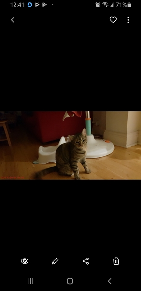 Aibu to just say one of my cats