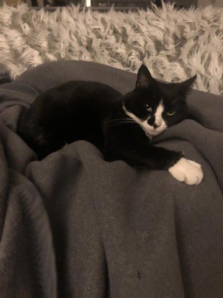I think my cat is beautiful, show me yours 😁