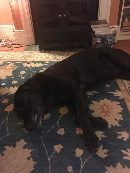Sell me your dog.