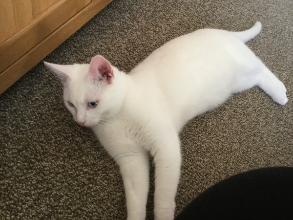 When is the right time to get new cat?