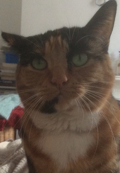 Who is BU re cats sleeping on my bed