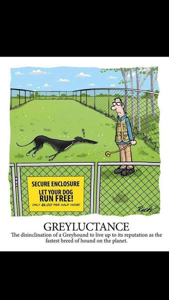 How does your dog fill it’s time?