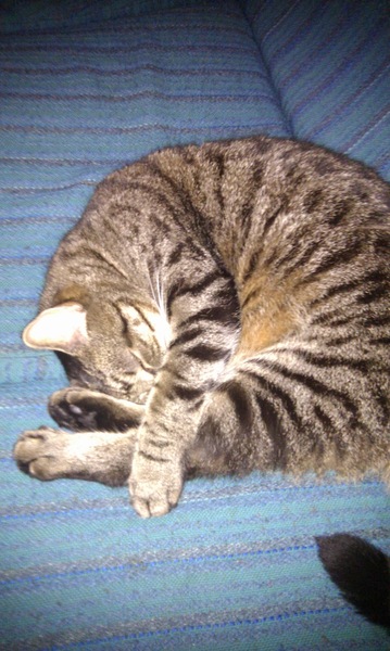 Aibu to just say one of my cats