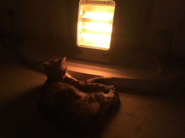 Westminstenders: Competitive Stupidity