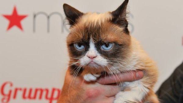 Straw poll - is this a dog or a cat?