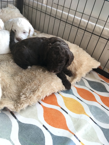 Puppy support