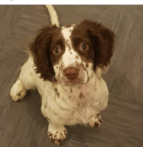 Meet Sadie..