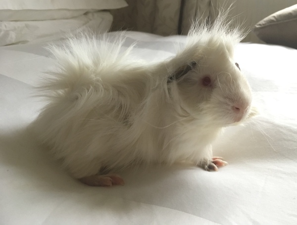 Anyone have a clue as to what breeds these GPs are?!