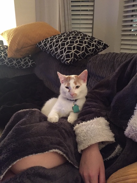 I think my cat is beautiful, show me yours 😁