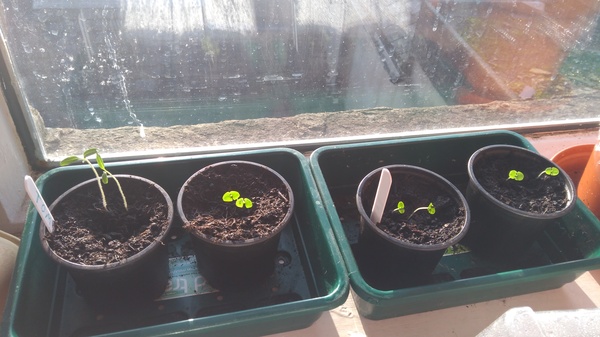 Friendly Frugaleers Furtively Ferreting Away to Find Fabulous Savings