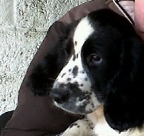 To ask you to help me name my puppy