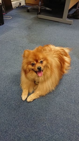 Share dog photos