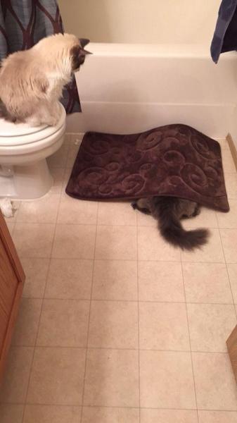 Please share your funny memes or pictures.