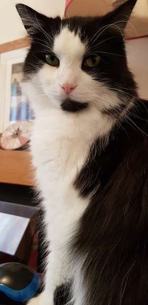 Best cat you've ever had?