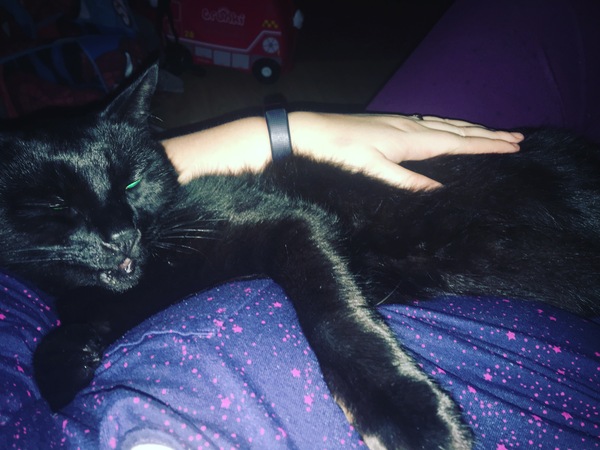Aibu to just say one of my cats