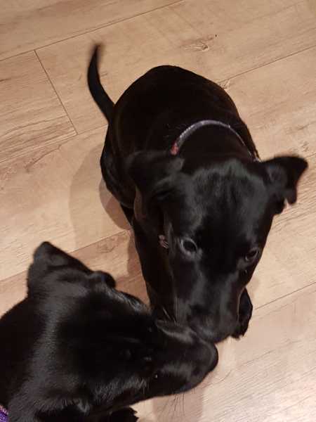 Show me your crossbreed puppy/dog please