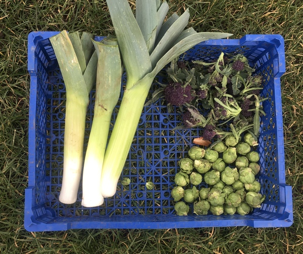 Allotment?Veg Patch Thread 13! Are we weathering the weather?