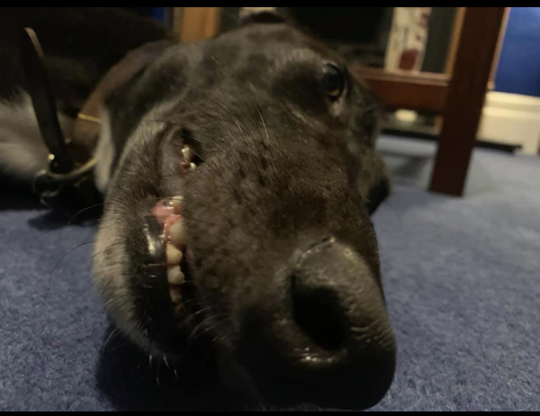 Share dog photos