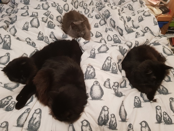 What's your DCat up to today? (Thread 7!)