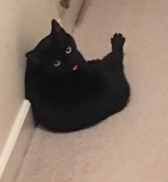 I think my cat is beautiful, show me yours 😁