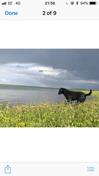Who fancies a dog photo thread!