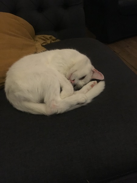 I think my cat is beautiful, show me yours 😁