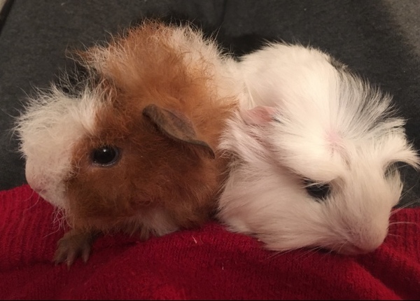 Anyone have a clue as to what breeds these GPs are?!