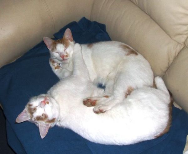 I just walked in on a threesome!