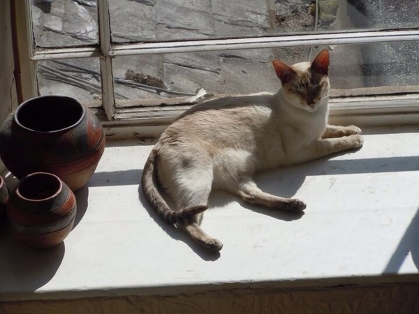 Westminstenders: The Rebellion