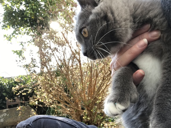 Removing thumb claw from Maine Coon, any experience?