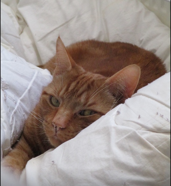Who is BU re cats sleeping on my bed