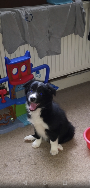 Puppy support